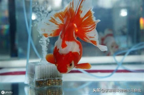 家裡養什麼魚最好|新手必知：養魚5大技巧